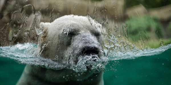 I Punti di Non Ritorno del Cambiamento Climatico: Una Corsa Contro il Tempo